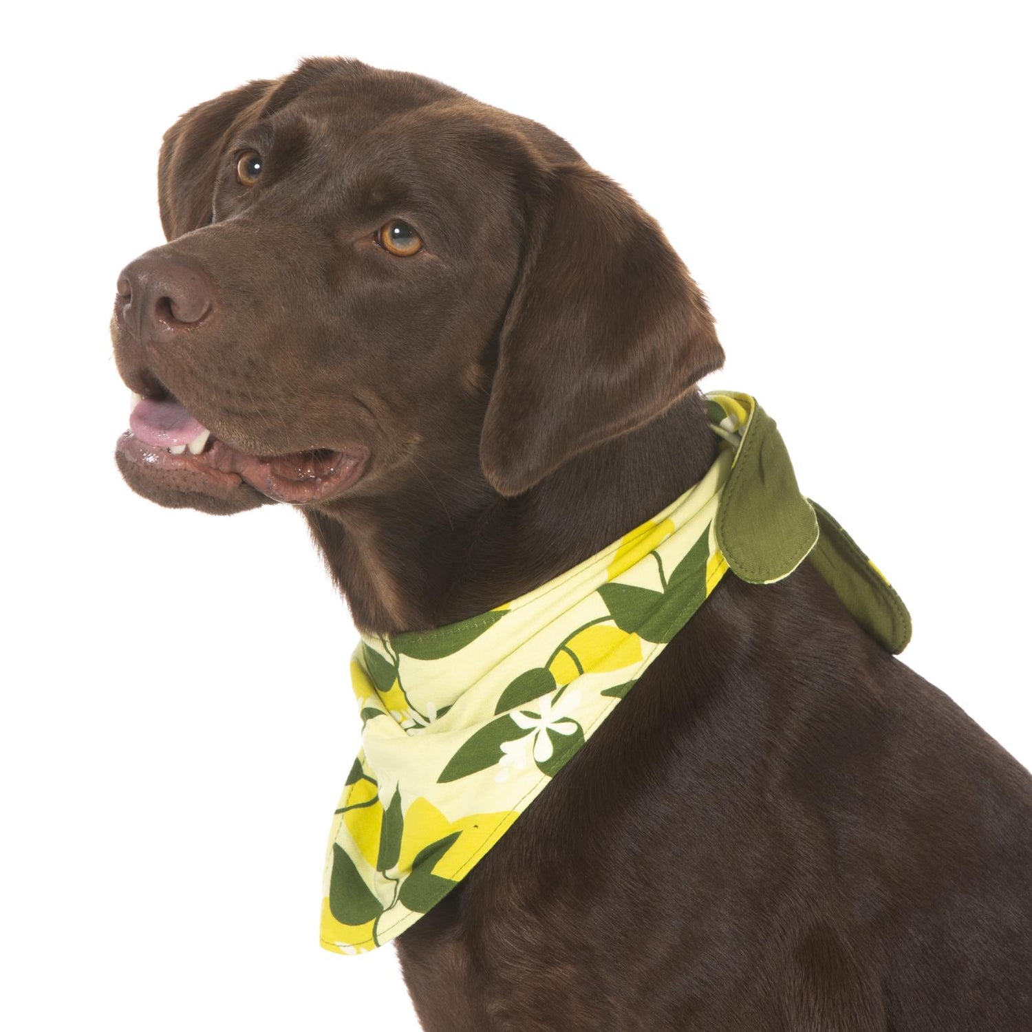 Print Dog Bandana in Lime Blossom Lemon Tree