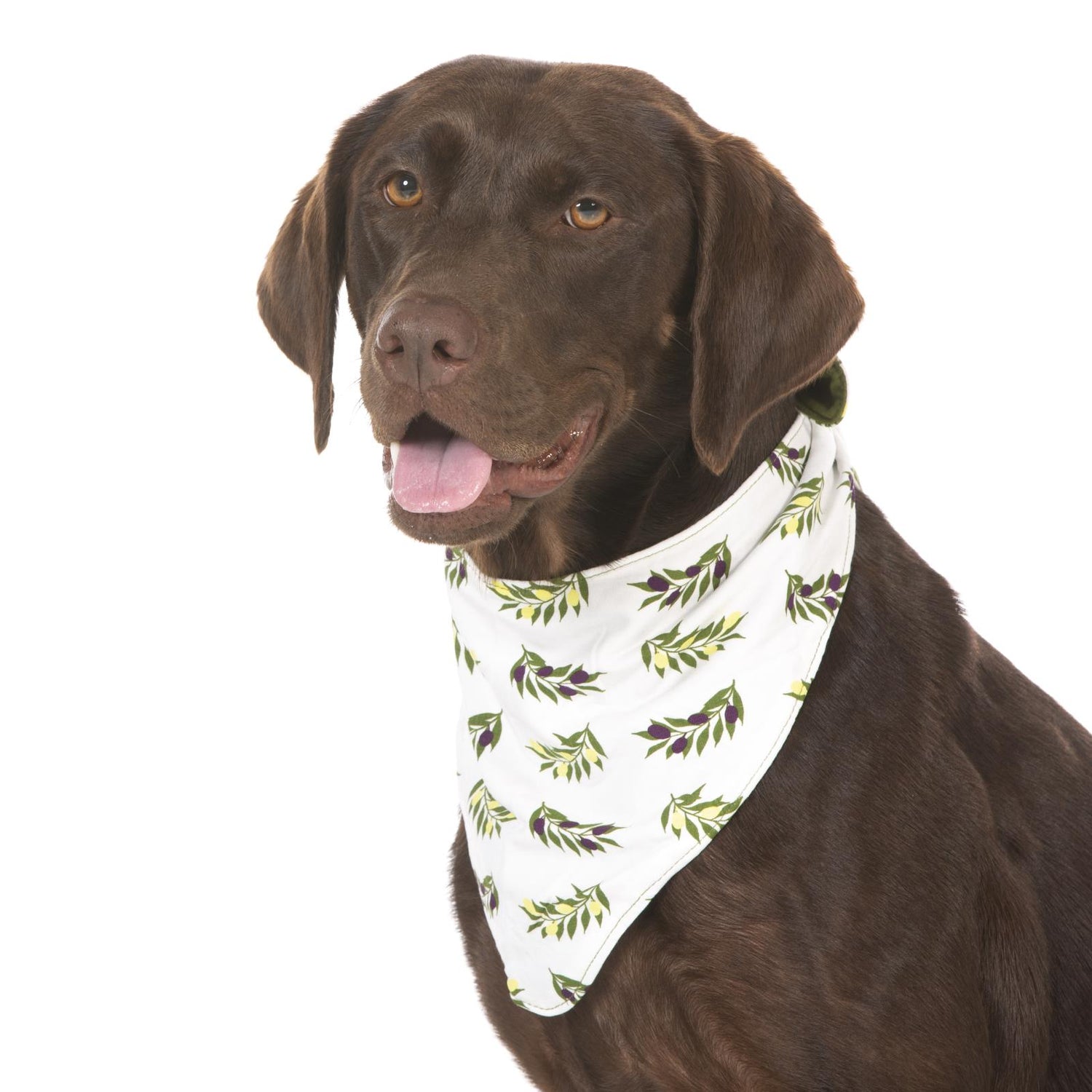 Print Dog Bandana in Natural Olive Branch