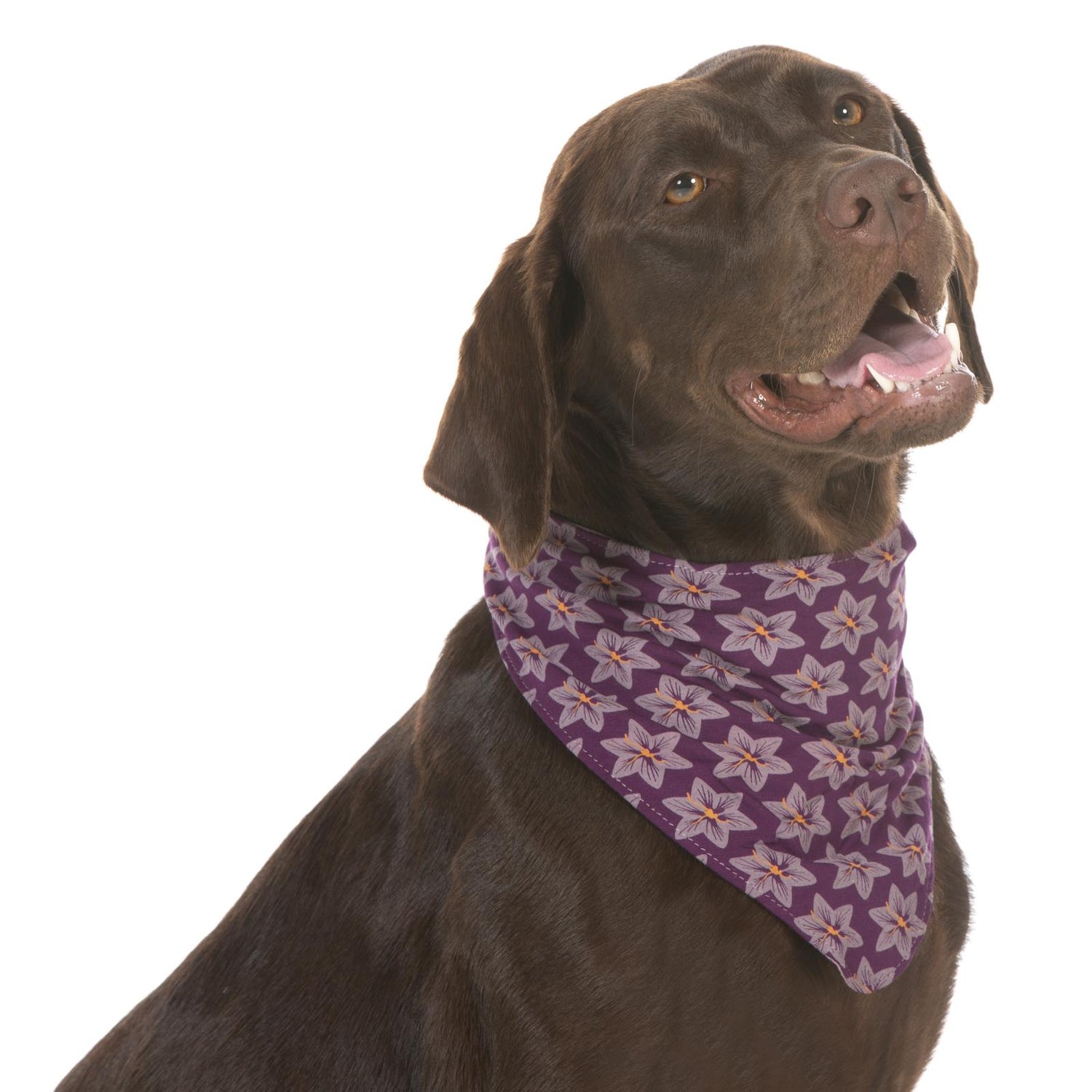 Print Dog Bandana in Wine Grapes Saffron