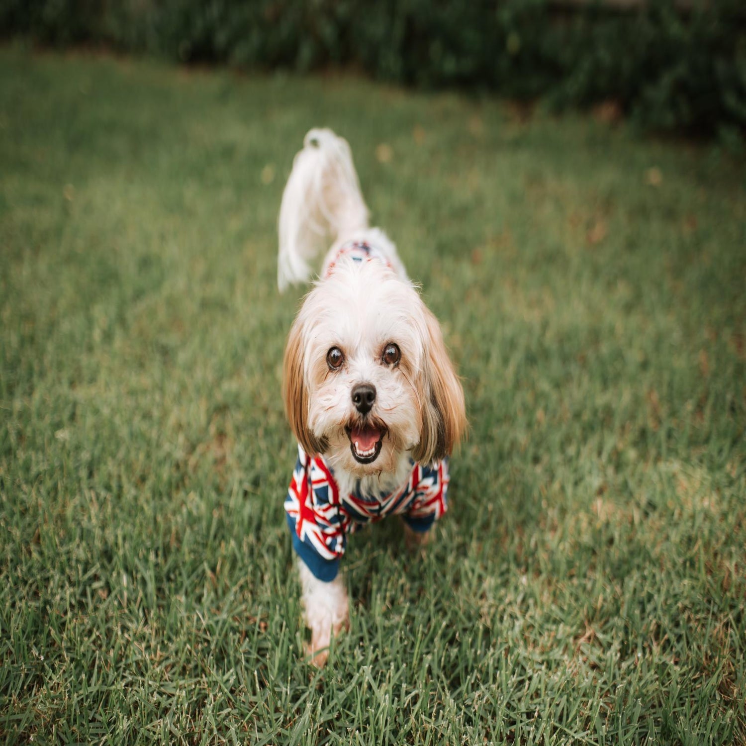 Print Dog Jammies in Union Jack